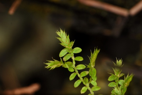 Eaton's spikemoss (Selaginella eatonii)