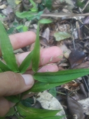 Ichnanthus pallens