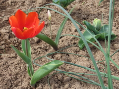 Tulipa undulatifolia