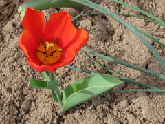 Tulipa undulatifolia