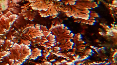 Corallina ferreyrae