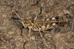 Dociostaurus maroccanus