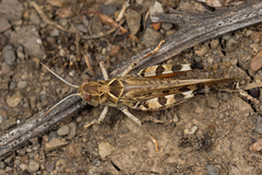 Dociostaurus maroccanus