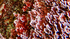 Corallina ferreyrae