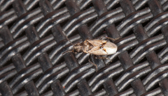 Nysius huttoni