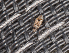 Nysius huttoni