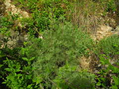 Artemisia alba
