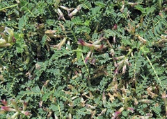 Astragalus angustifolius