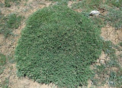 Astragalus angustifolius