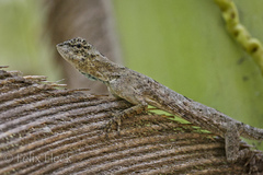 Draco