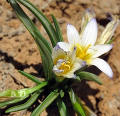 Romulea nivalis