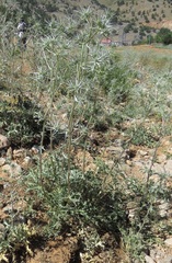 Eryngium billardieri