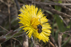 Nomada fabriciana