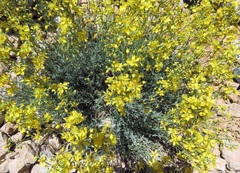 Hypericum libanoticum