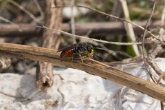 Nomada fabriciana