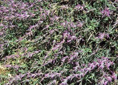 Noaea hermonis