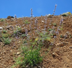 Nepeta cilicia