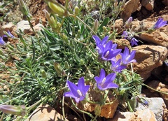 Campanula stricta