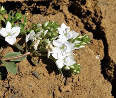 Veronica orientalis