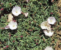 Convolvulus libanoticus