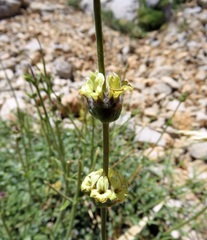 Sideritis libanotica