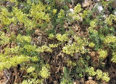 Galium libanoticum