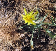 Tragopogon buphthalmoides