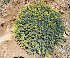 Centaurea drabifolia