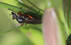 Bibio palliatus