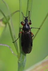 Bibio palliatus