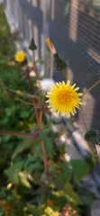 Sonchus