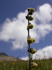 Artemisia atrata