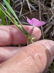 Phlox cuspidata