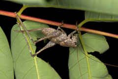 Paradrymadusa galitzini