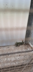 Podarcis siculus