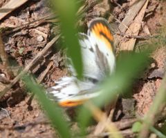 Colotis antevippe gavisa
