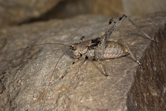 Paradrymadusa galitzini