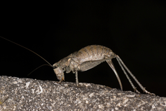 Paradrymadusa galitzini