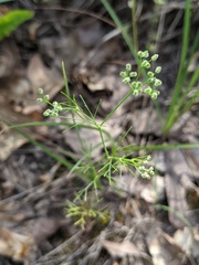 Spermolepis echinata