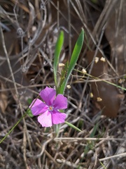Phlox cuspidata