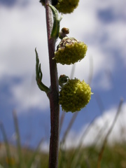 Artemisia atrata