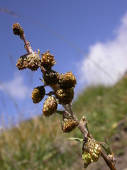 Artemisia atrata