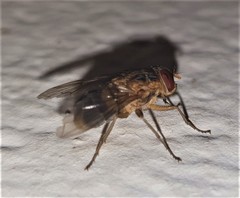 Bengaliinae