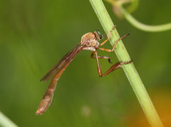 Leptogaster murinus