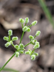 Spermolepis echinata