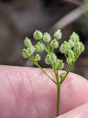Spermolepis echinata