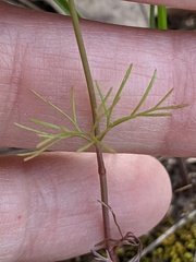 Spermolepis echinata