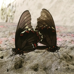 Lepidoptera