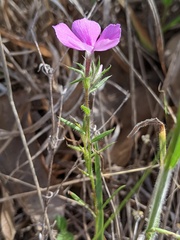 Phlox cuspidata