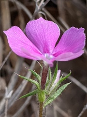 Phlox cuspidata